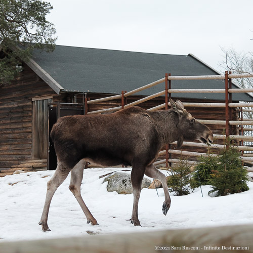 Stoccolma: alce presente all'interno dello zoo del parco Skansen