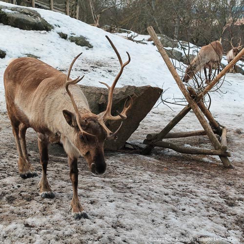 Stoccolma: renna presente all'interno dello zoo del parco Skansen